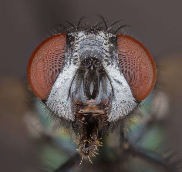 Parasite That Eats Animals and Humans Alive 2